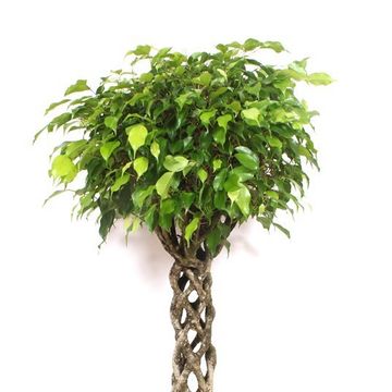 Ficus benjamina 'Exotica'