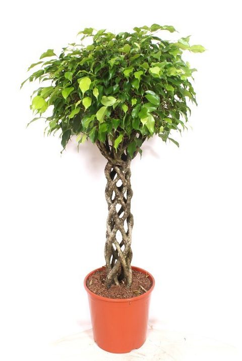 Ficus benjamina 'Exotica'