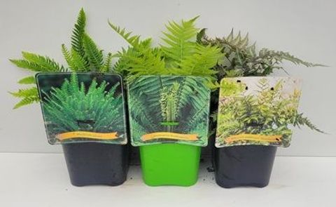 Ferns MIX