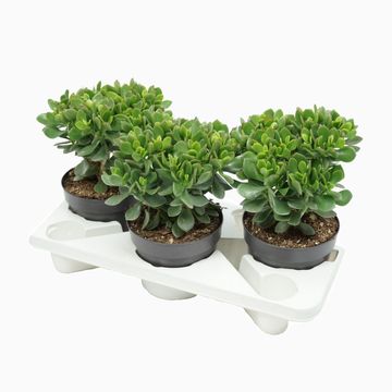 Crassula ovata 'Minova Magic'