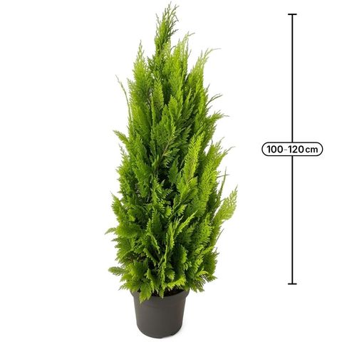 Chamaecyparis lawsoniana 'Yvonne'