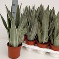 Sansevieria metallica