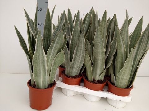 Sansevieria metallica