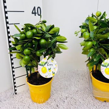 x Citrofortunella floridana 'Eustis'