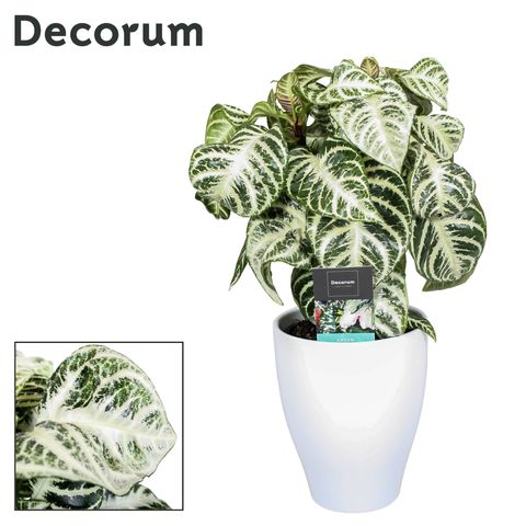 Aphelandra squarrosa CINTHO CURLEY WHITE