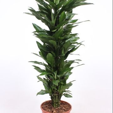 Dracaena fragrans 'Janet Lind'