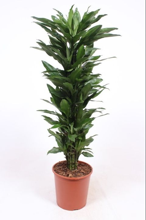 Dracaena fragrans 'Janet Lind'