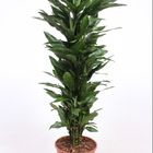 Dracaena fragrans 'Janet Lind'