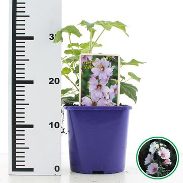 Lavatera 'Lilac Lady'