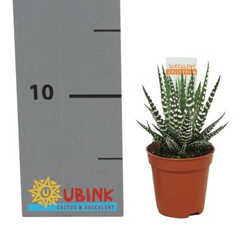 Haworthia fasciata 'Big Band'