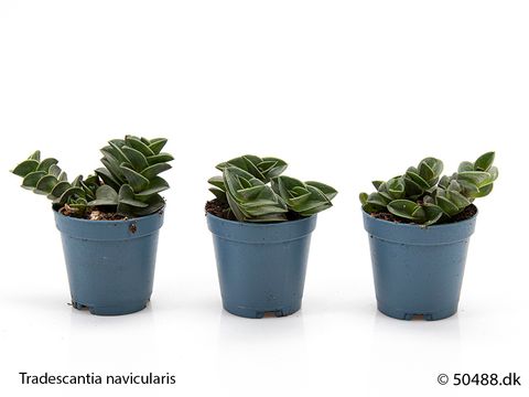 Callisia navicularis