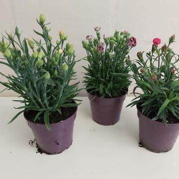 Dianthus SUNFLOR MIX