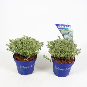 Thymus x citriodorus 'Silver Queen'