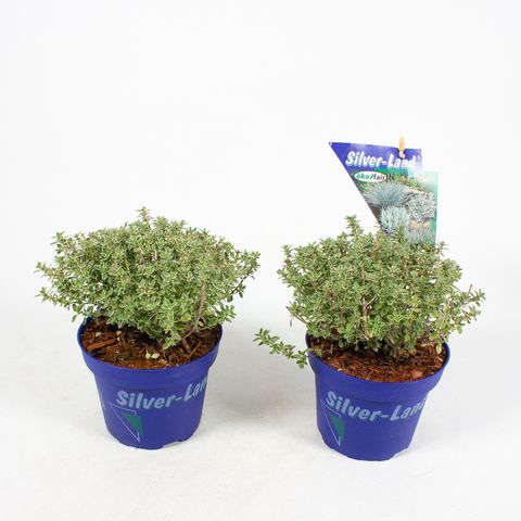 Thymus x citriodorus 'Silver Queen'