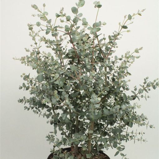 Eucalyptus gunnii