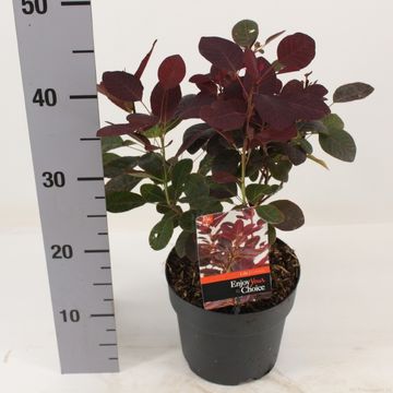 Cotinus coggygria 'Lilla'