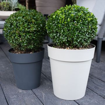 Buxus sempervirens