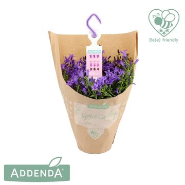 Campanula portenschlagiana AMBELLA PURPLE