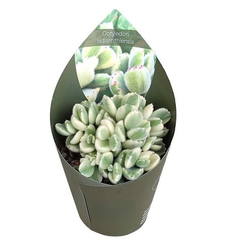 Cotyledon ladysmithiensis 'Variegata'