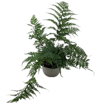 Athyrium otophorum 'Okanum'