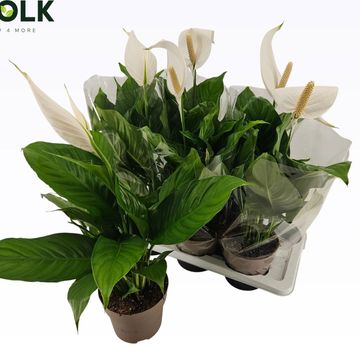 Spathiphyllum 'Sweet Silvio'