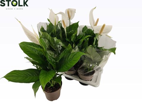 Spathiphyllum 'Sweet Silvio'