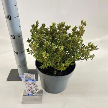 Rhododendron impeditum 'Album'