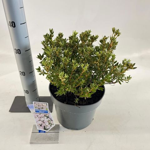 Rhododendron impeditum 'Album'