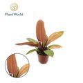 Philodendron 'Prince of Orange'