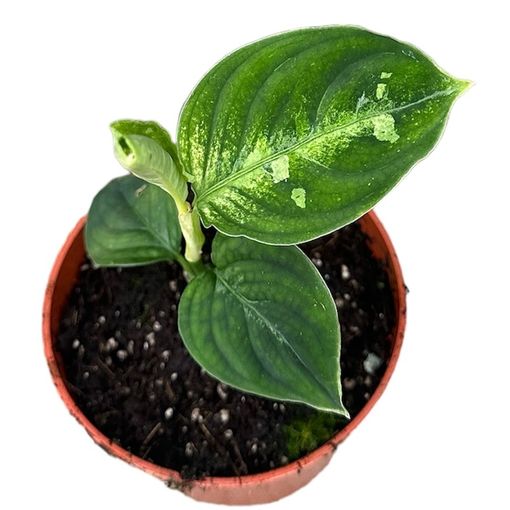 Aglaonema pictum 'Bicolor'