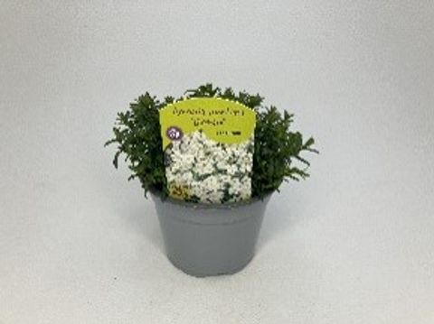 Arenaria montana BLIZZARD