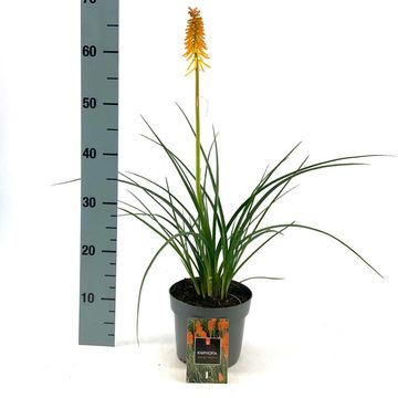 Kniphofia 'Mango Popsicle'