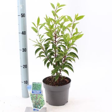 Prunus lusitanica 'Angustifolia'