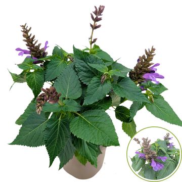 Salvia SALGOON LAKE GEORGE