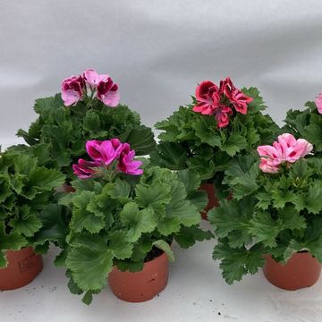 Pelargonium GRANDIFLORUM MIX