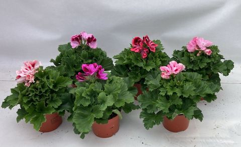 Pelargonium GRANDIFLORUM MIX
