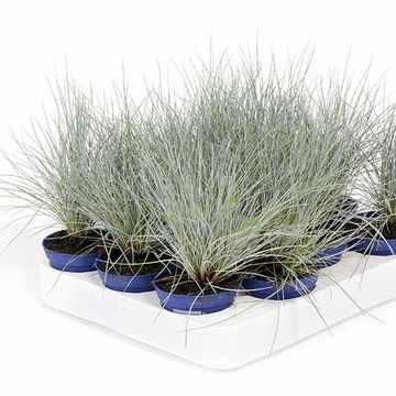 Festuca glauca