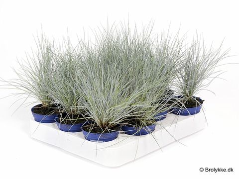 Festuca glauca