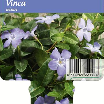 Vinca minor