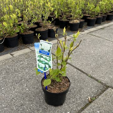 Hydrangea arborescens 'Annabelle'