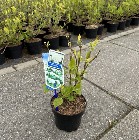 Hydrangea arborescens 'Annabelle'