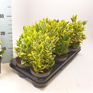 Euonymus japonicus 'Marieke'