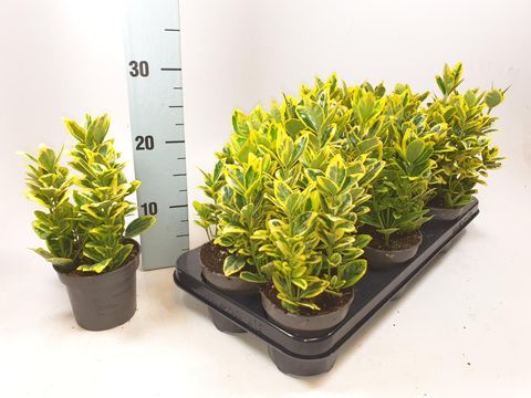 Euonymus japonicus 'Marieke'