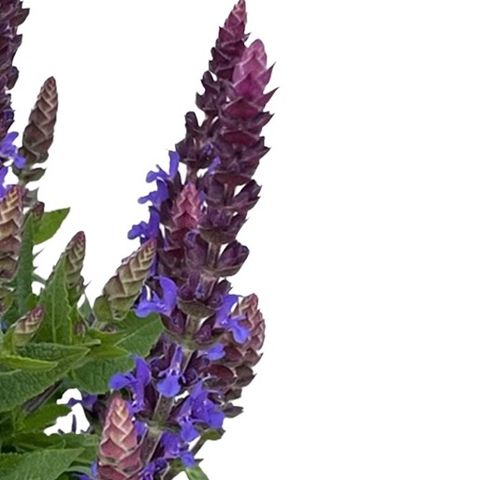 Salvia nemorosa SENSATION DEEP BLUE