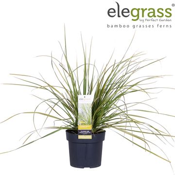 Cortaderia selloana GOLDEN FANTASY