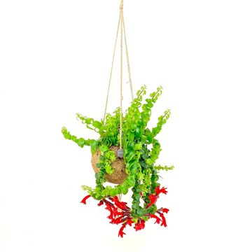 Aeschynanthus marmoratus