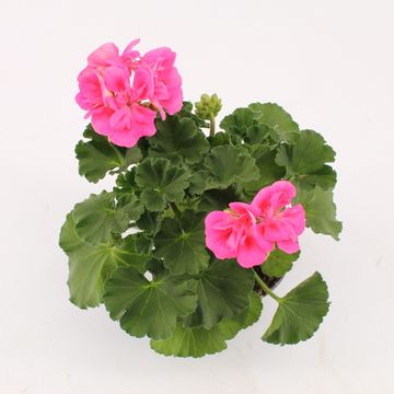 Pelargonium LADY RAMONA