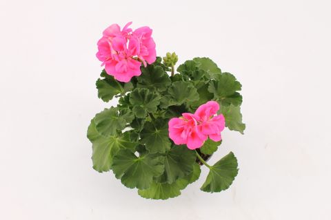 Pelargonium LADY RAMONA