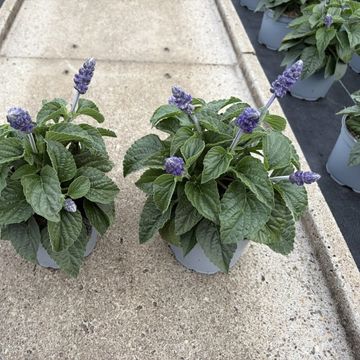 Salvia MYSTY
