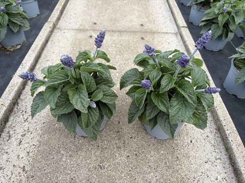 Salvia MYSTY